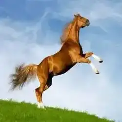  محمد 